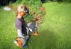 Stihl Kosa spalinowa FS 40 [Moc 1 KM] głowica żyłkowa AC C6-2