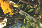 STIHL Piła jednoręczna PR 33 C